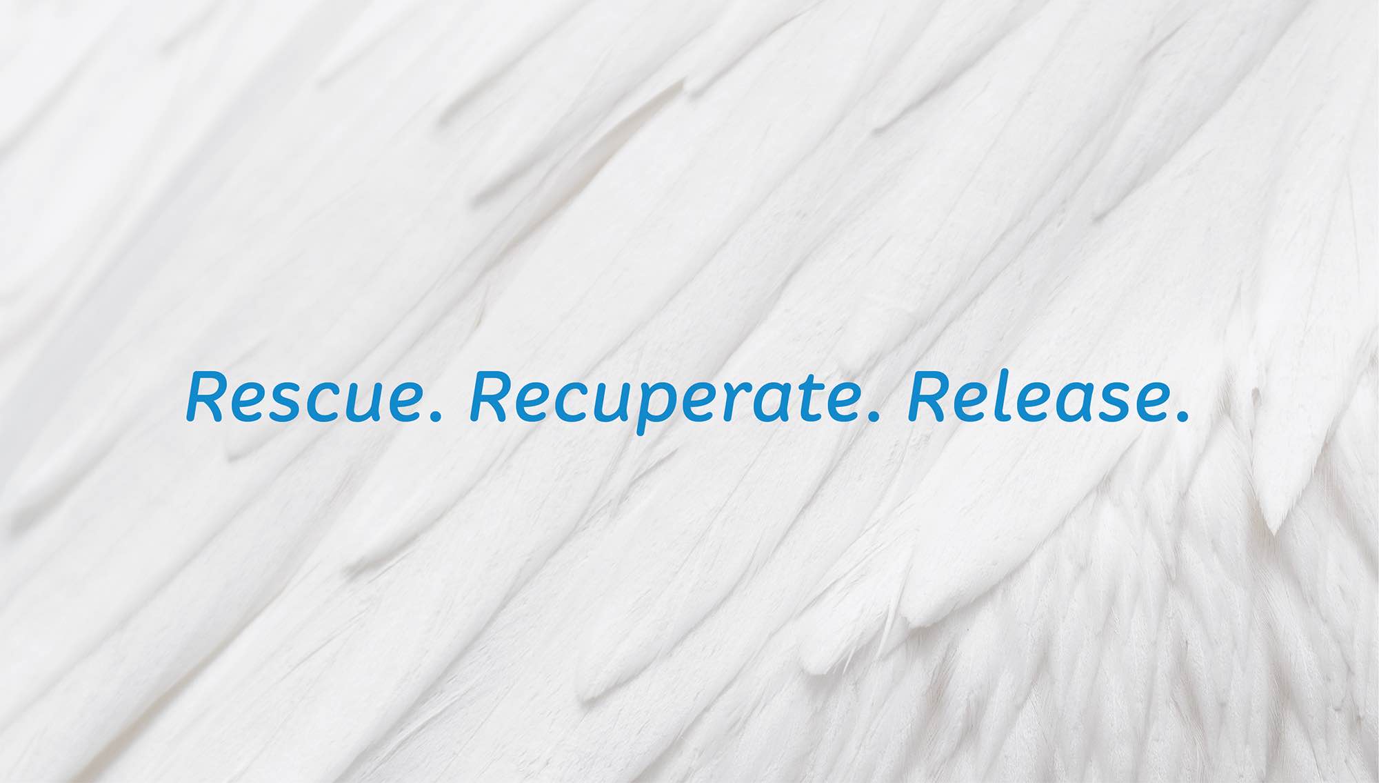 Yorkshire-Swan-Rescue-Logo-Identity-Strapline-DO-Creative.jpg