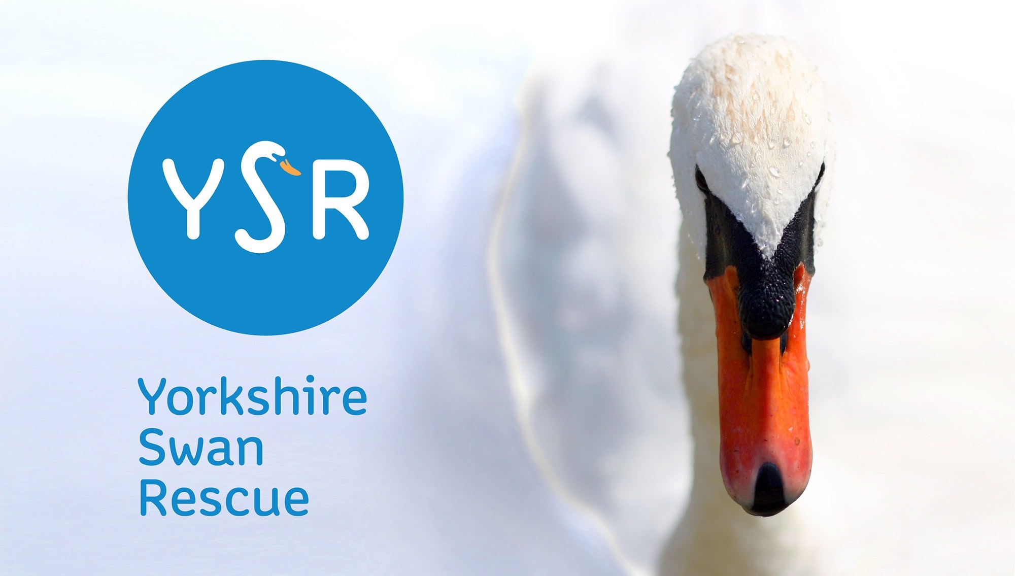 Yorkshire-Swan-Rescue-Logo-Identity-2-DO-Creative.jpg