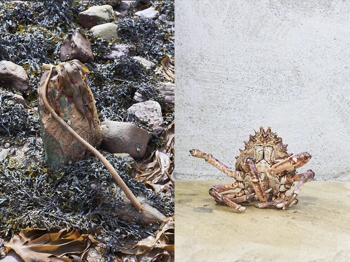 FORAGERS OF THE BALLINSKELLIGS FEATURED ON LODESTARS ANTHOLOGY