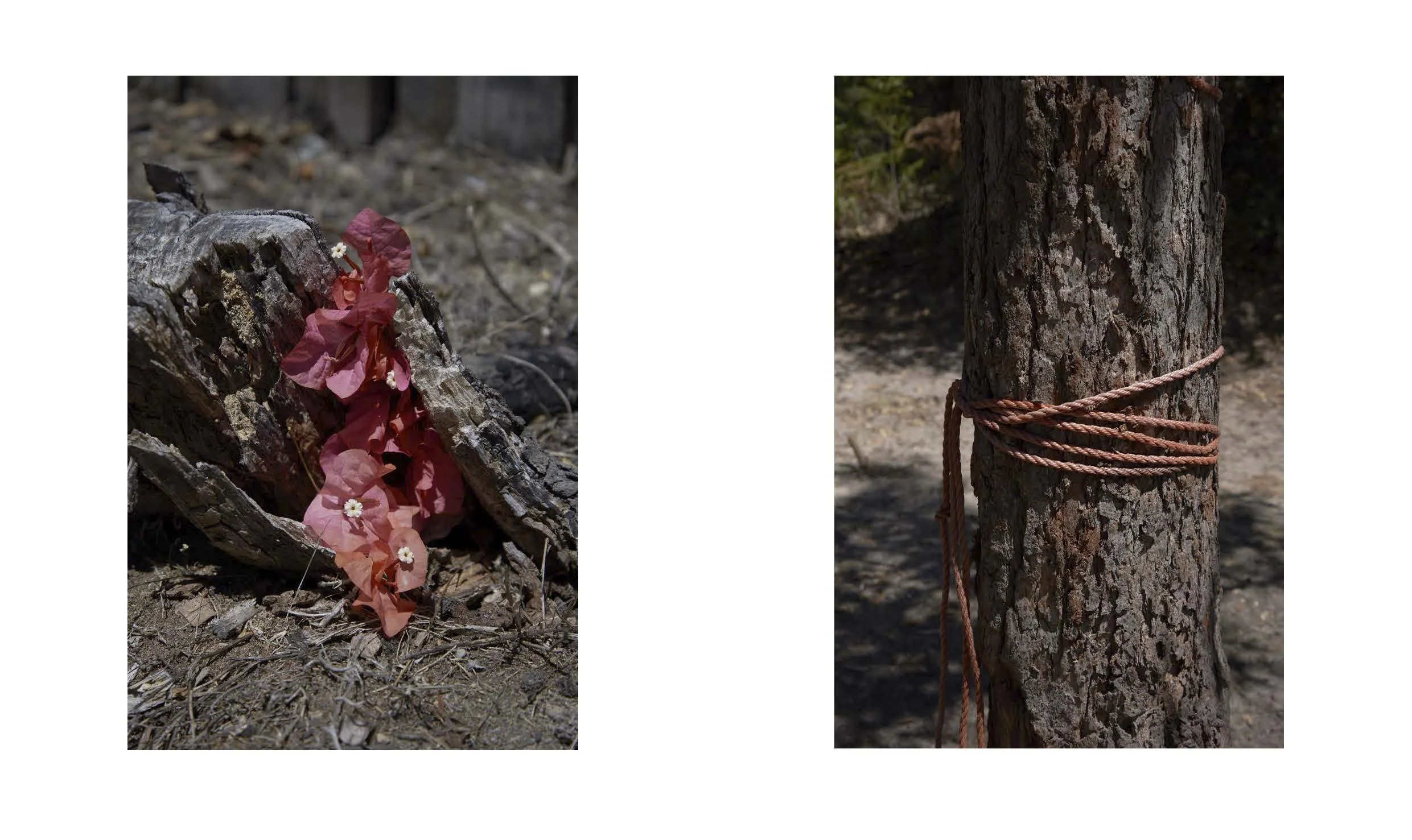 Tanya Houghton Songlines Dummy_Page_37.jpg