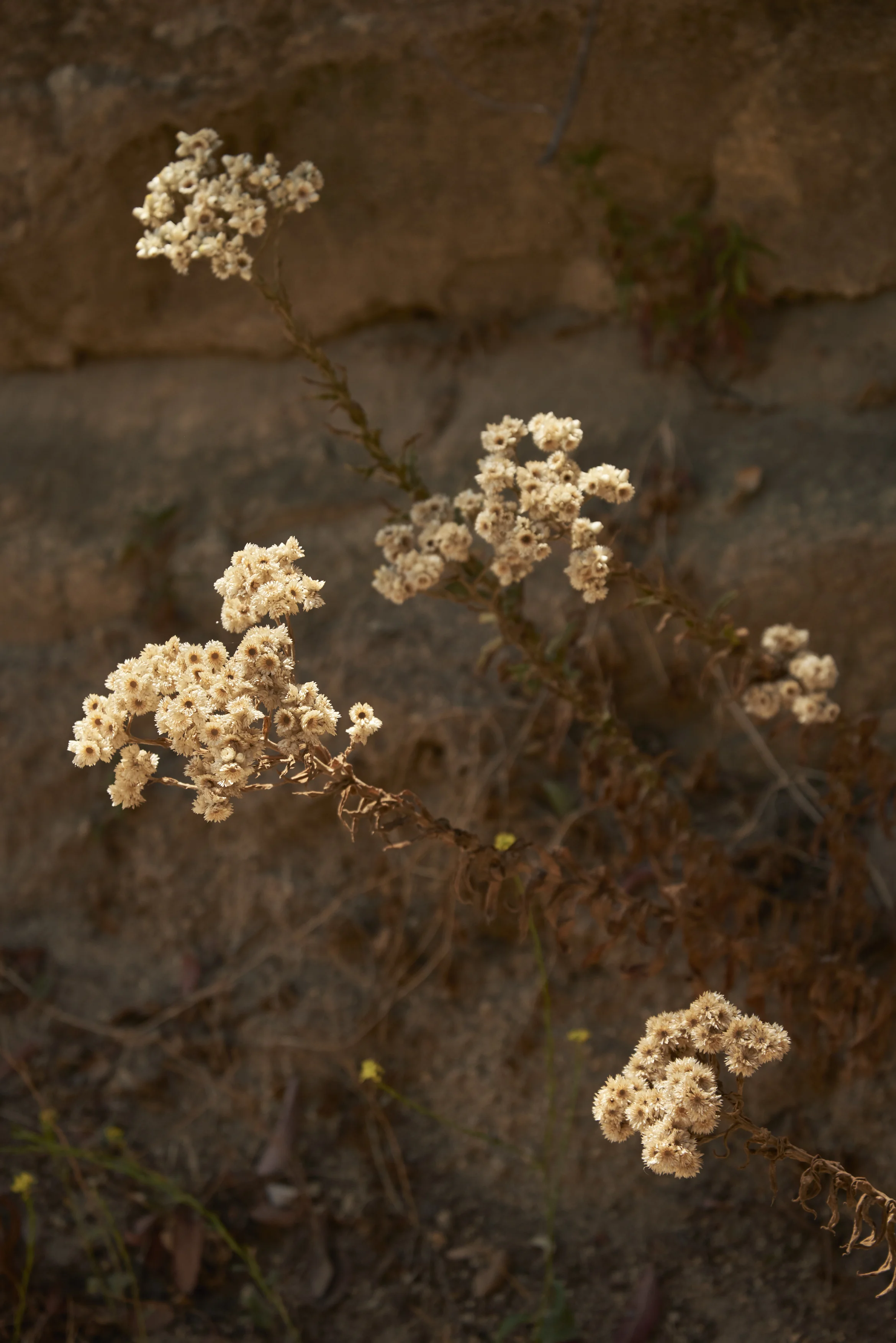 TH_LA_CF01_034.jpg