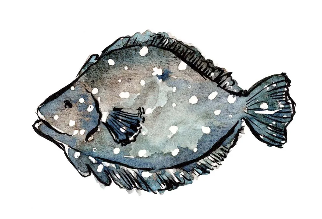 flounder web.jpg