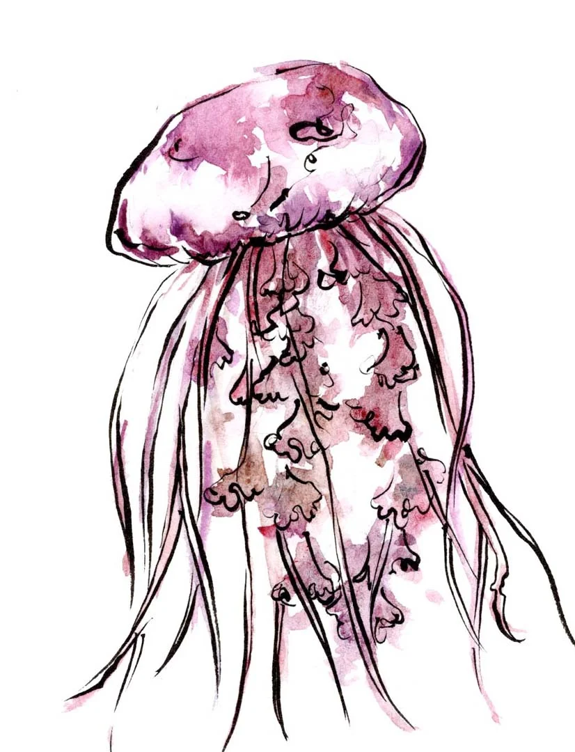 jellyfish web.jpg