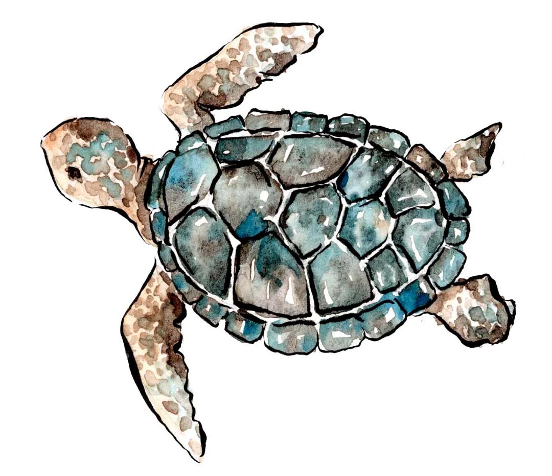 sea turtle web.jpg