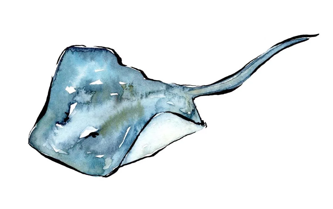 stingray web.jpg