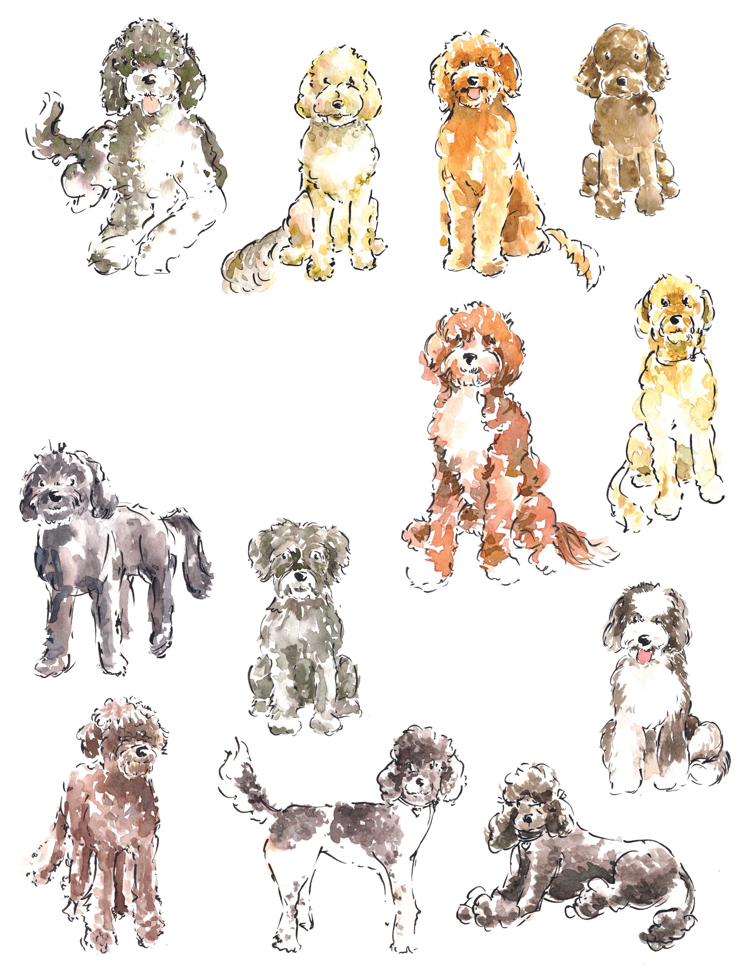 poodles and doodles.jpg