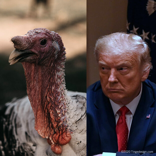 tingedesign turkey trump v2.jpg