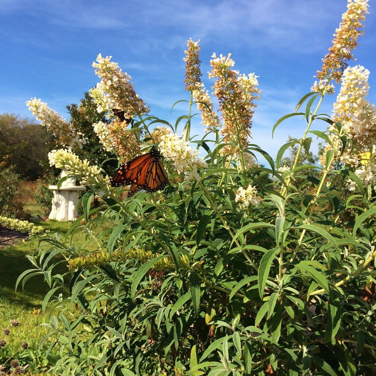 Pollinator Habitat Workshop
