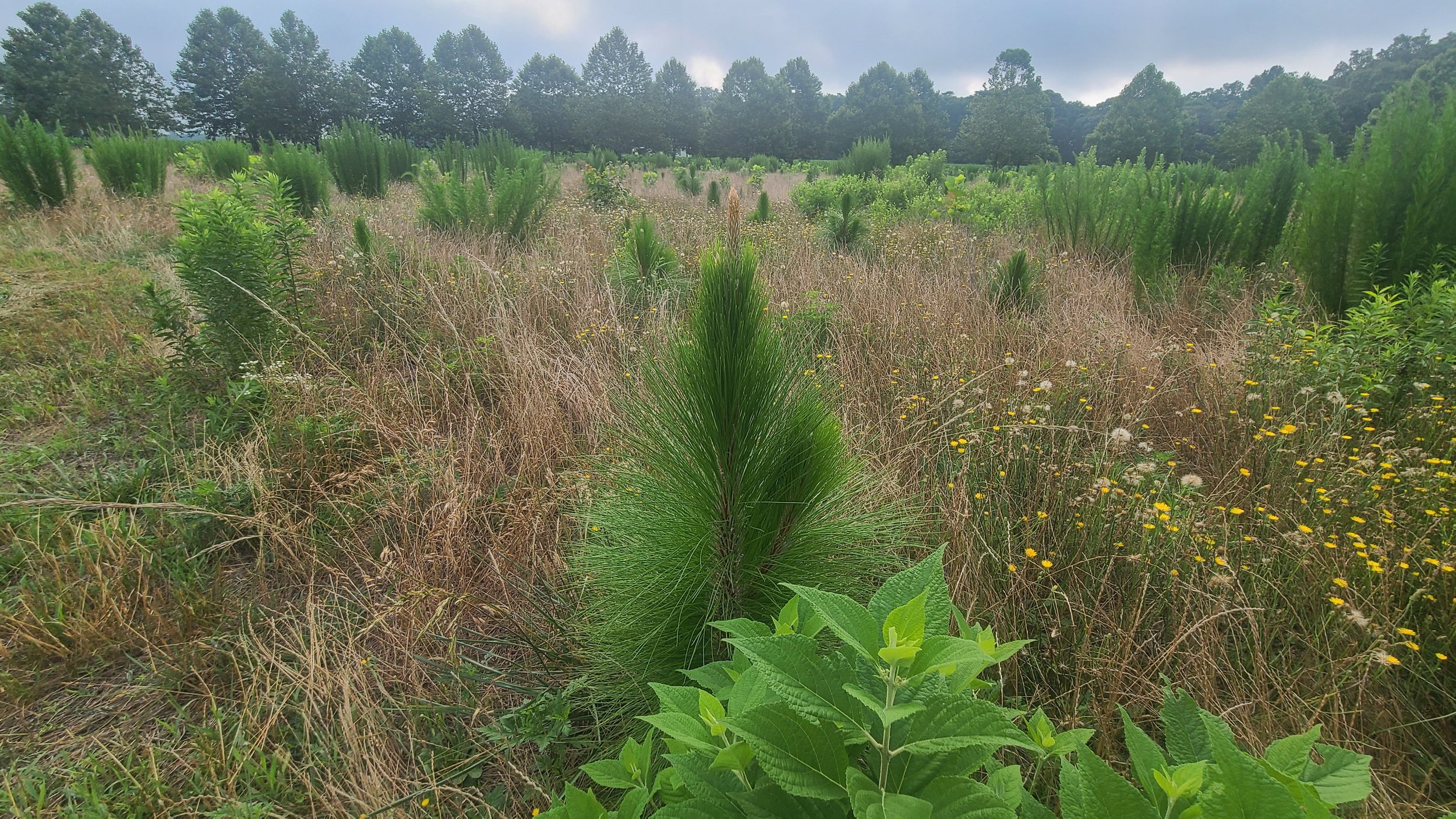 Three Tips to Create Wildlife Habitat in Your Yard