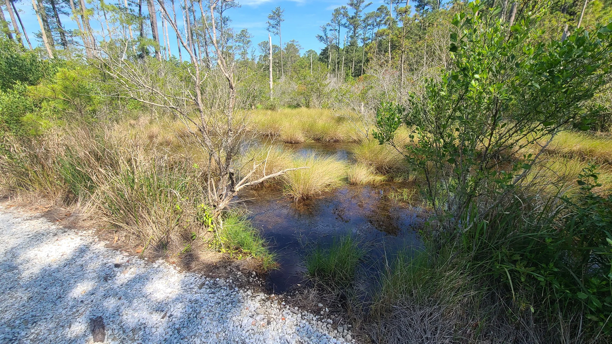 Peter's Point, 66 acres protected forever by Freddie and Paul Jacobs