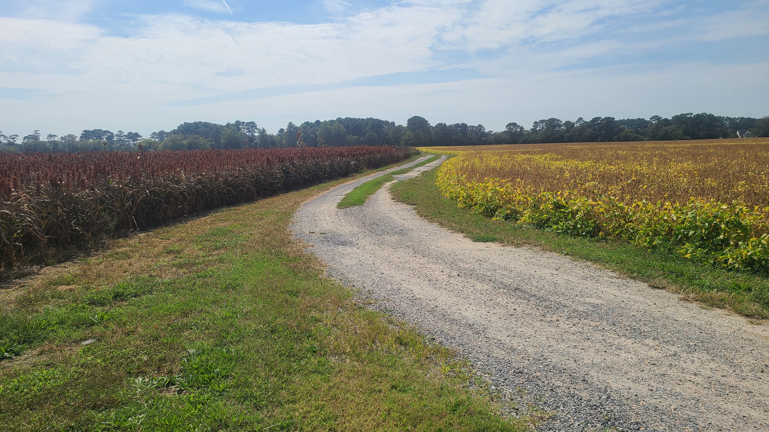 Lewis Farm, 102 acres protected forever by Hon. Lynwood Lewis, Jr.