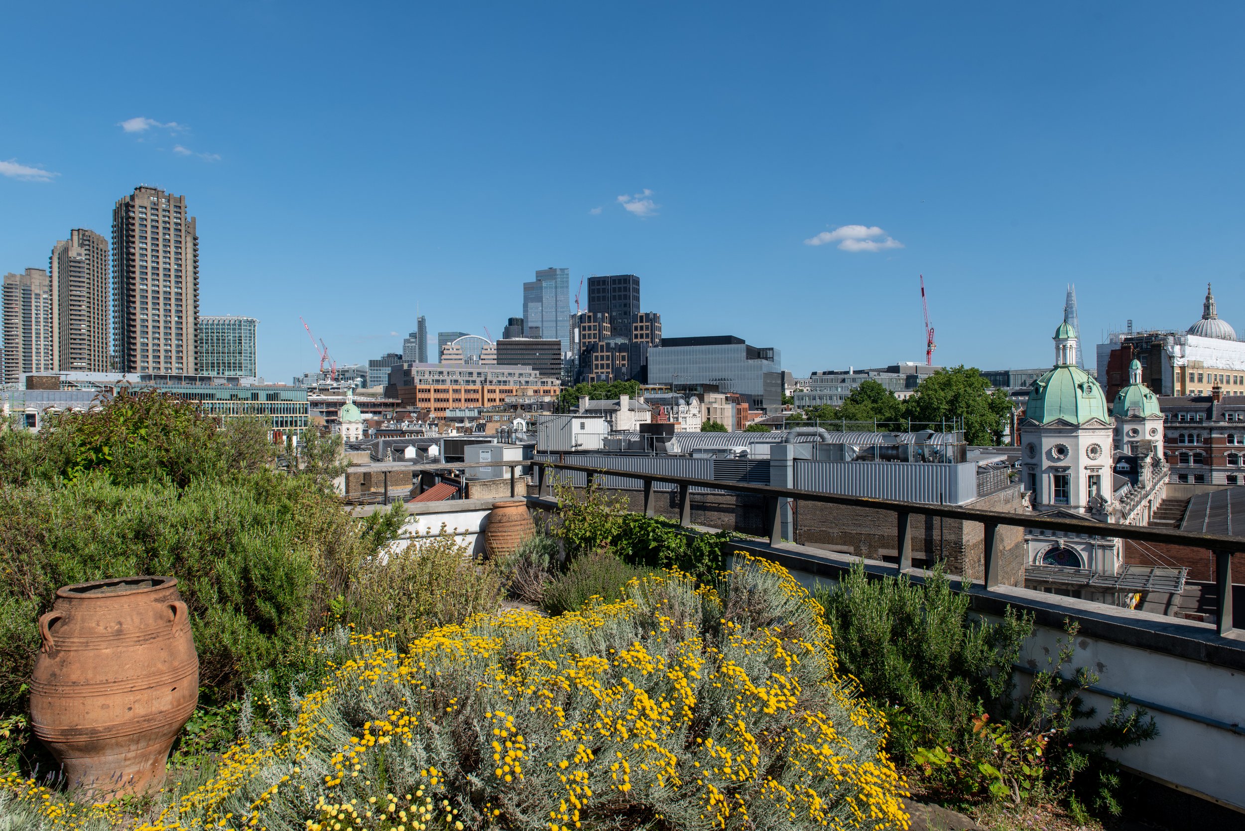  In an urban area of plain flat roofs, our fifth-floor terrace promotes biodiversity with pollinator-friendly plants. 