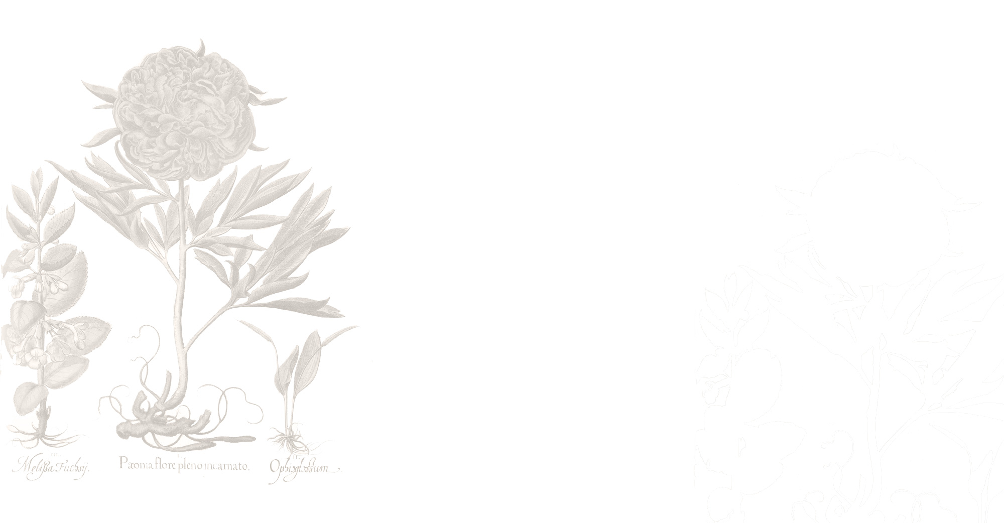 About-Page-White-Flower-Back.jpg