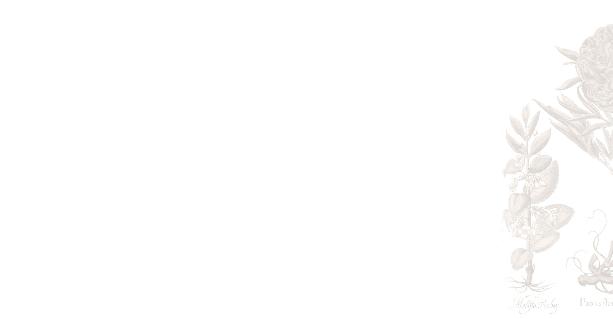 Background-White-FlowerRIGHT.jpg