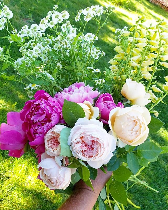 This morning's pickings from the gardens at the @fivepennyfloral studio. Garden roses, feverfew, peonies, perennial foxglove and Indian tobacco. 
#fivepenny #fivepennyfloral #utah #utahflorist #utahweddingflorist #beautahful #love #loveislove #gaylif