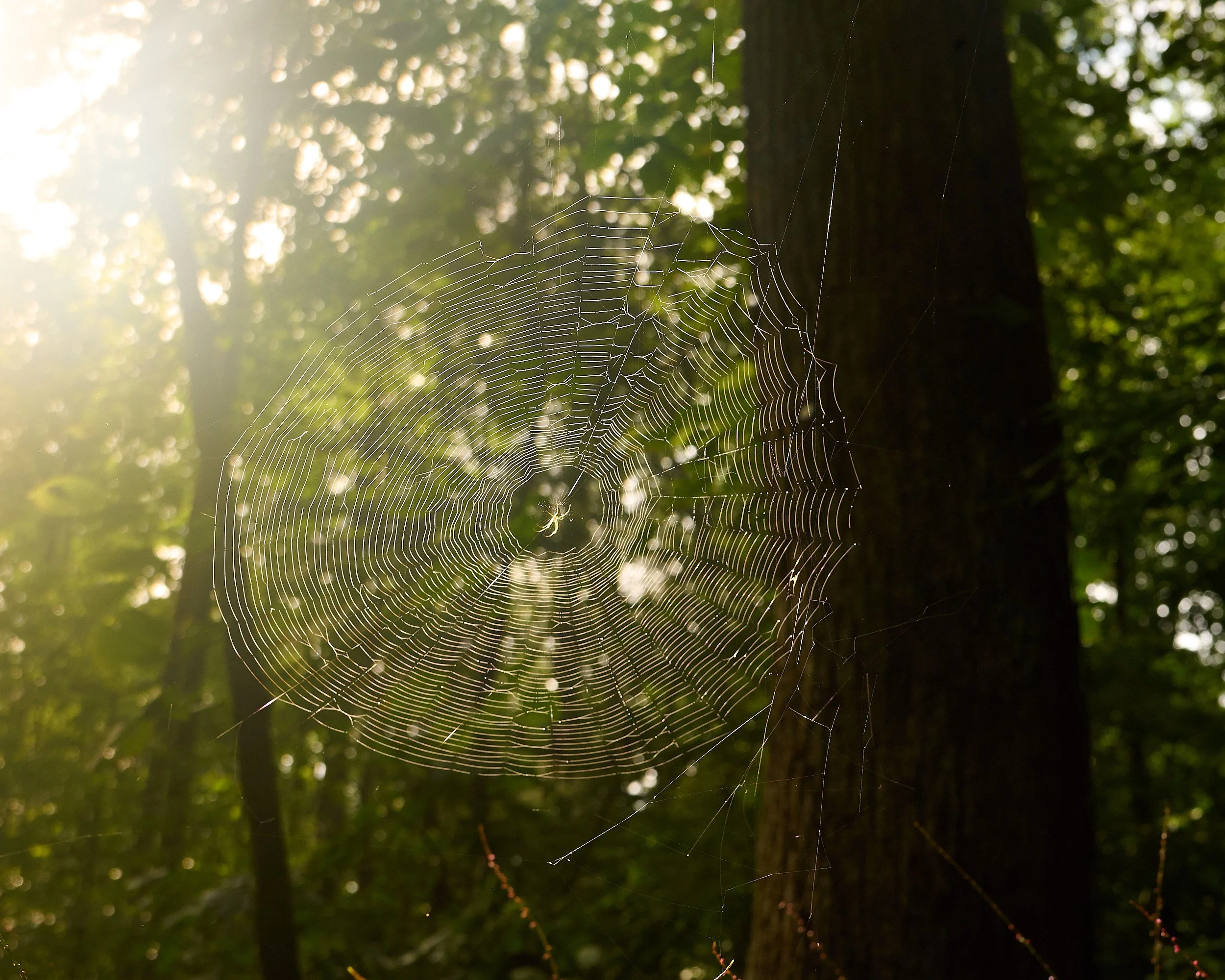 Spiderweb, 8:47 a.m.