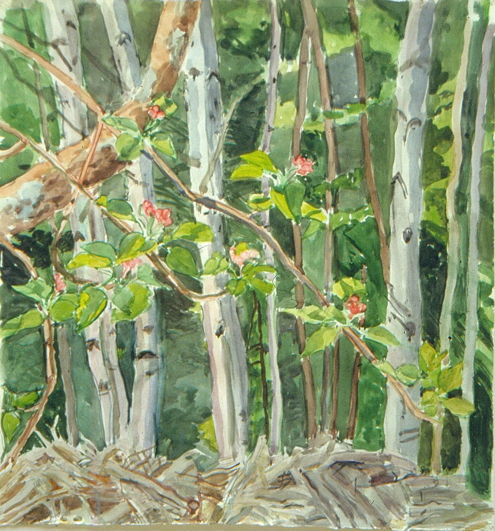 Birch and Apple