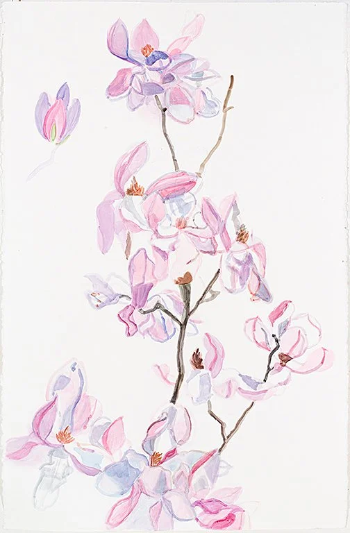Magnolia #1