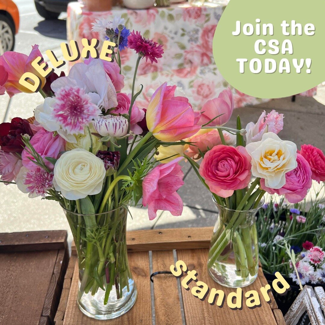 😱LAST DAY to choose a Weekly or Bi-Weekly Spring Bouquet for your favorite spaces!🌺Prefer the petite STANDARD or full DELUXE size? Which of our SIX local pick-up locations are you going to choose?? 
@blossomlanefarm - Our farm in Baker 
@palafoxmar