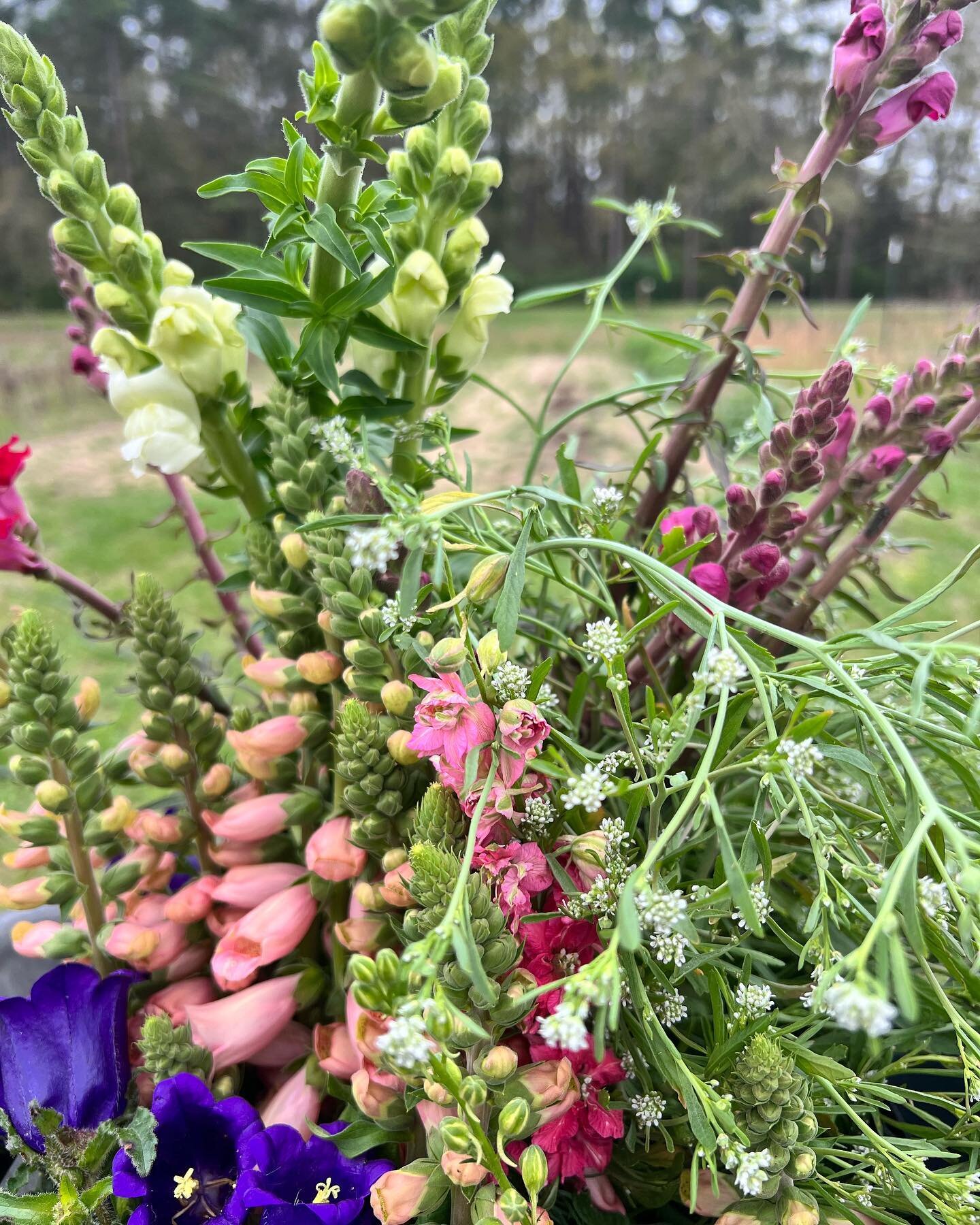 All these gorgeous signs of spring!  Everywhere we look the plants and flowers are waking up and dressing in their prettiest colors 💕 #blossomlanefarm #growingjoyandbeauty #springflowers #floridaflowers #floridaflowerfarmers #springtime #localflower