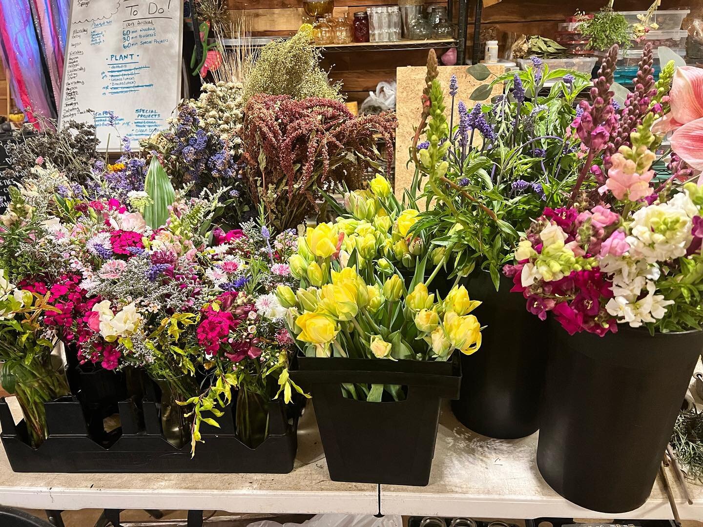 Maggie will be @palafoxmarket today with all the Spring flower vibes. She even has tulips from the last few crates we have growing! We will have some grab n go bouquets already made up, flowers by the stem 😍 and dried bouquets! #blossomlanefarm #spr