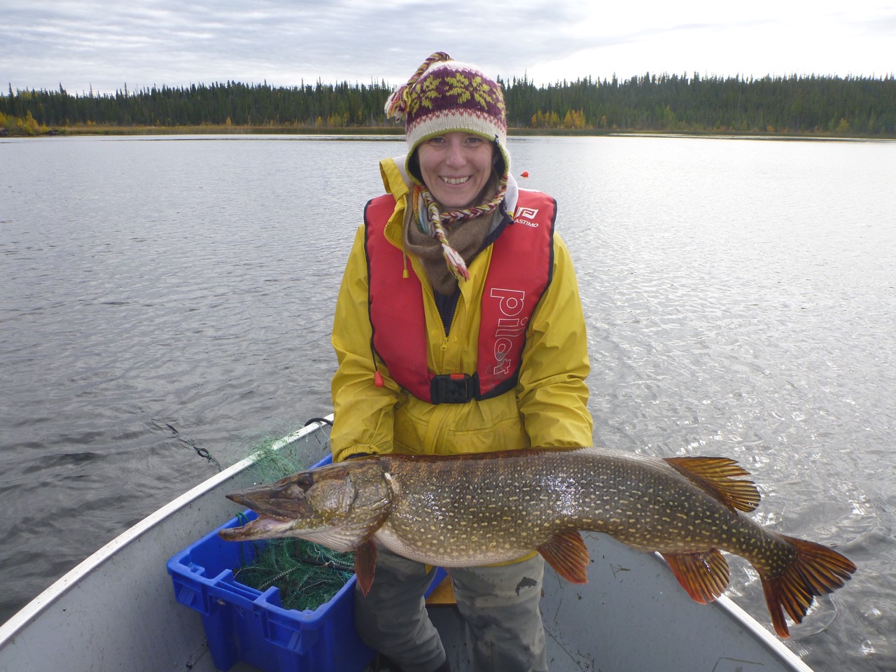 Dr. Heidi Swanson, a CRI alumna and current associate professor at the University of Waterloo, with a Northern Pike captured at Sanguez Lake, Northwest Territories. Photo credit: Bruce Townsend