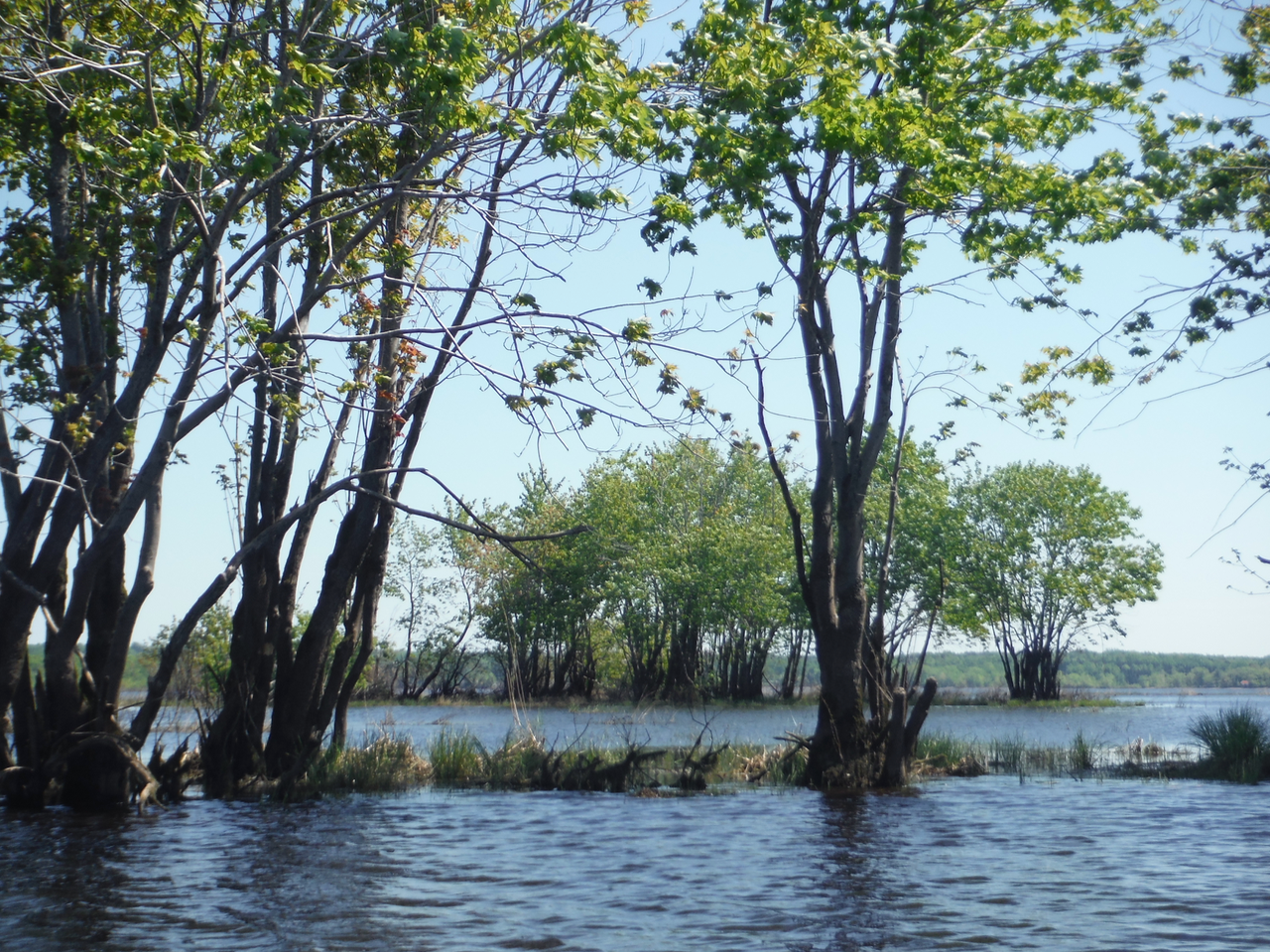 Silver maple, seen here at the Portobello Creek National Wildlife Area, contribute leaf litter which provides a critical energy source sustaining aquatic foodwebs in the Saint John River floodplain (photo: Natalie Rideout).