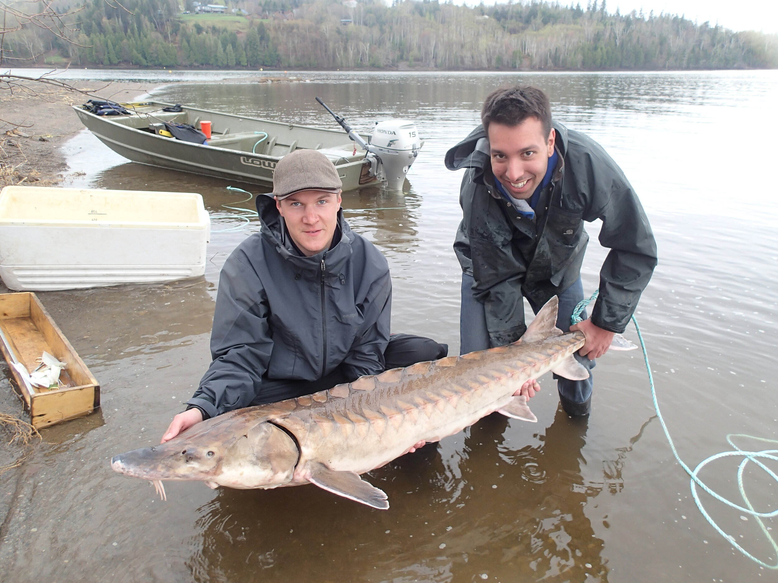 ARTICLE: Giant bottom-feeders in river are scary but harmless: experts