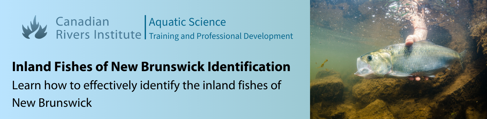 Canadian Rivers Institute Fish Identification for New Brunswick — Canadian Rivers Institute