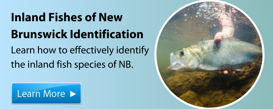 Inland Fishes of New Brunswick Identification - Click for more details