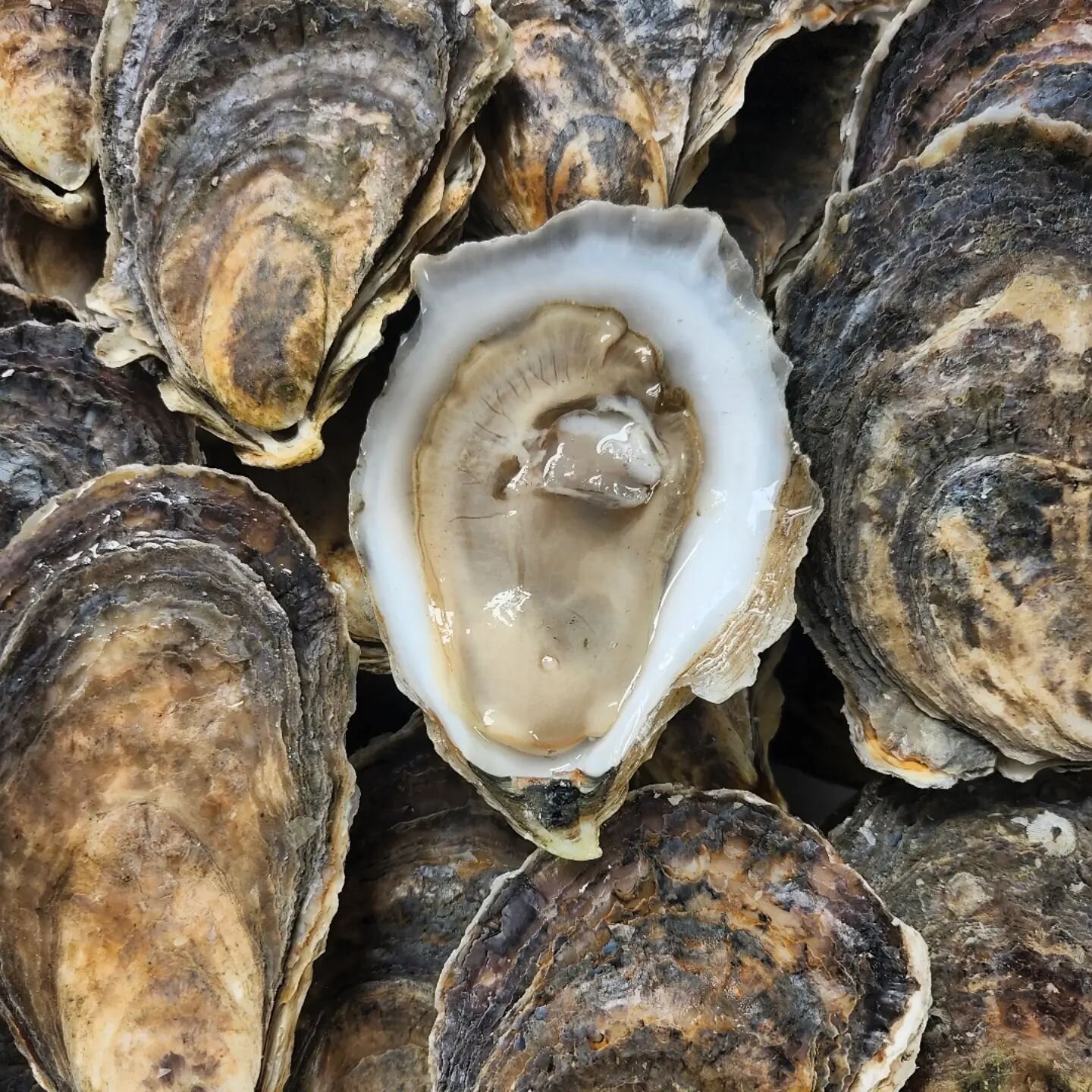 Weekly pop up alert!
-
Mondays 5pm - 9pm @mainebooch 
-
Wednesdays 4pm - 8pm @oysterriverwinegrowers Camden tasting room
-
Come get your oyster fix every week!
-
How many @maineoystertrail check ins have you gotten? 👀
-
#shucklikeachampion #maineoys