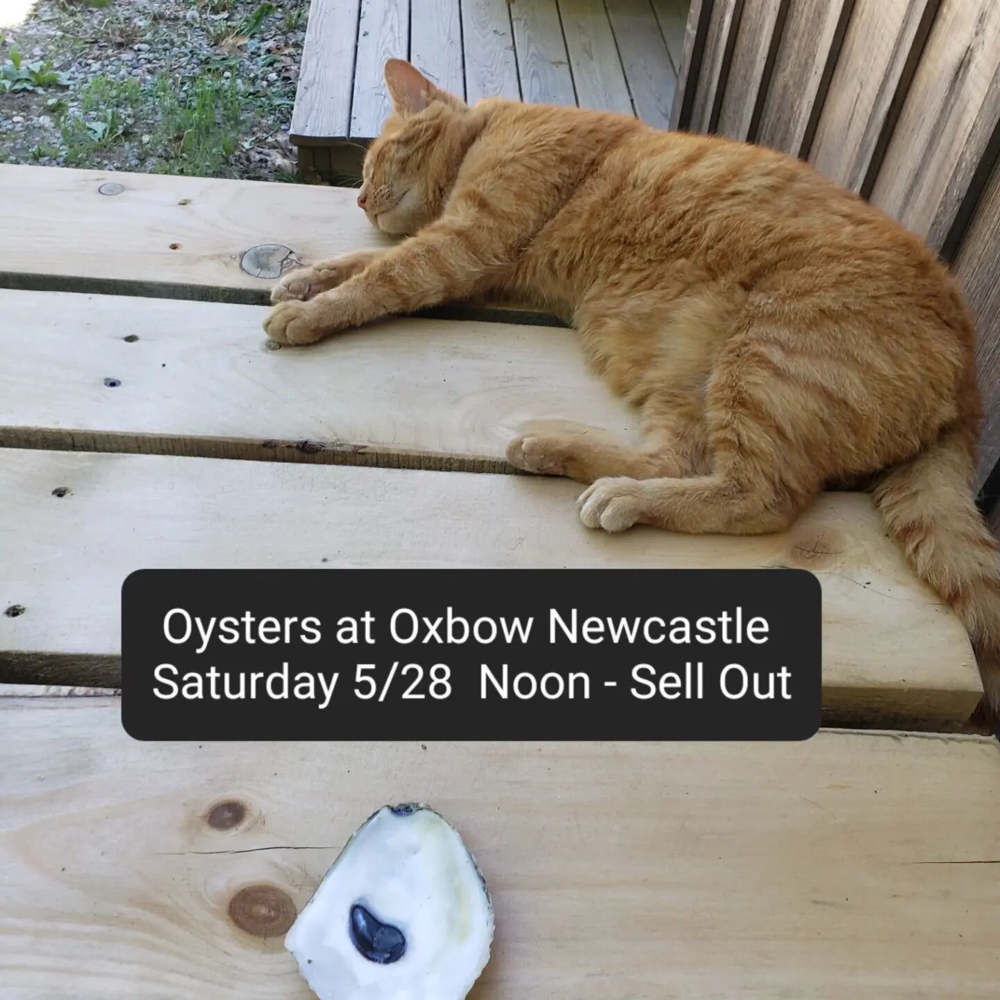 Saturday 5/28 starting at noon, we will be shucking and grilling oysters @oxbowbrewingcompany in Newcastle.
-
 Get here early before Dizzy the resident brewery cat eats all of the oysters!
-
#shucklikeachampion #craftbeer #craftoysters