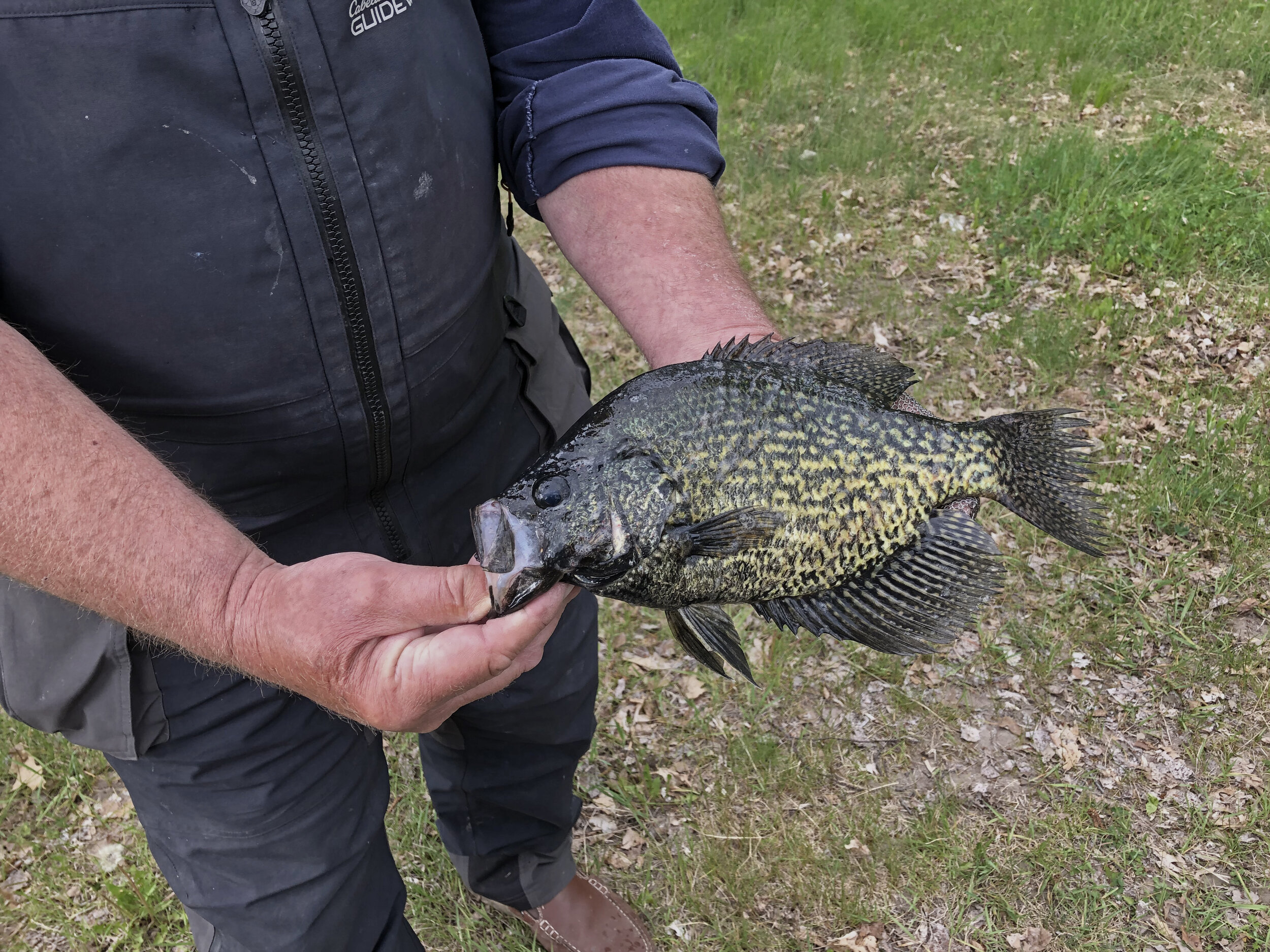 Crappies and panfish fast entering post spawn phase of summer