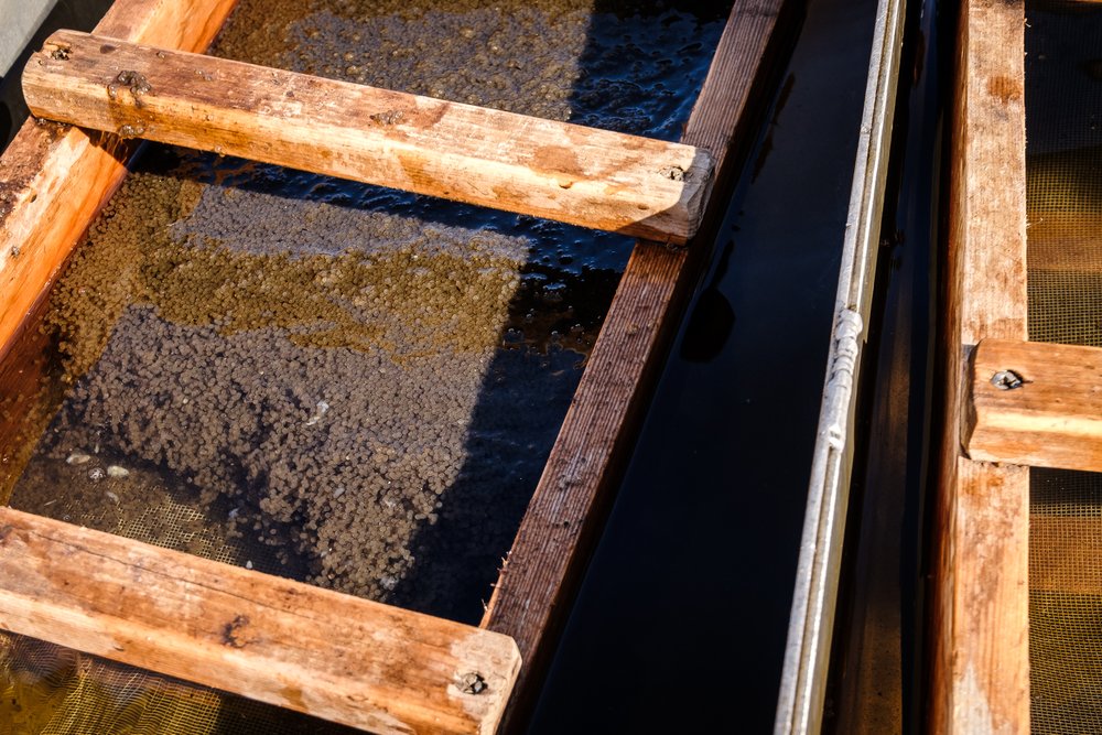  A closer lock at the eggs, which are coated in a fine mud to prevent them from sticking together after fertilization. 