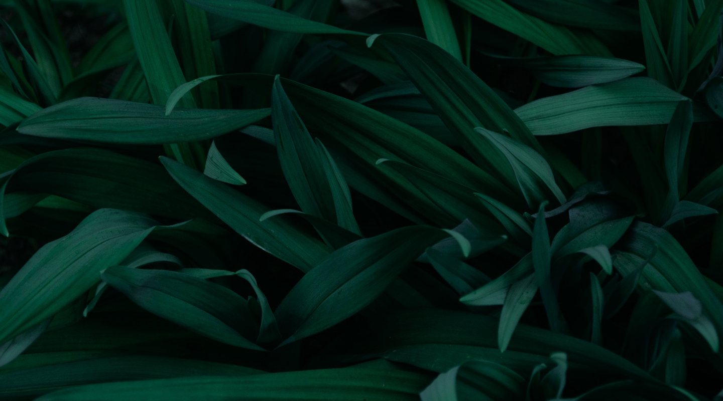 Home images- BG-header-leafs.png