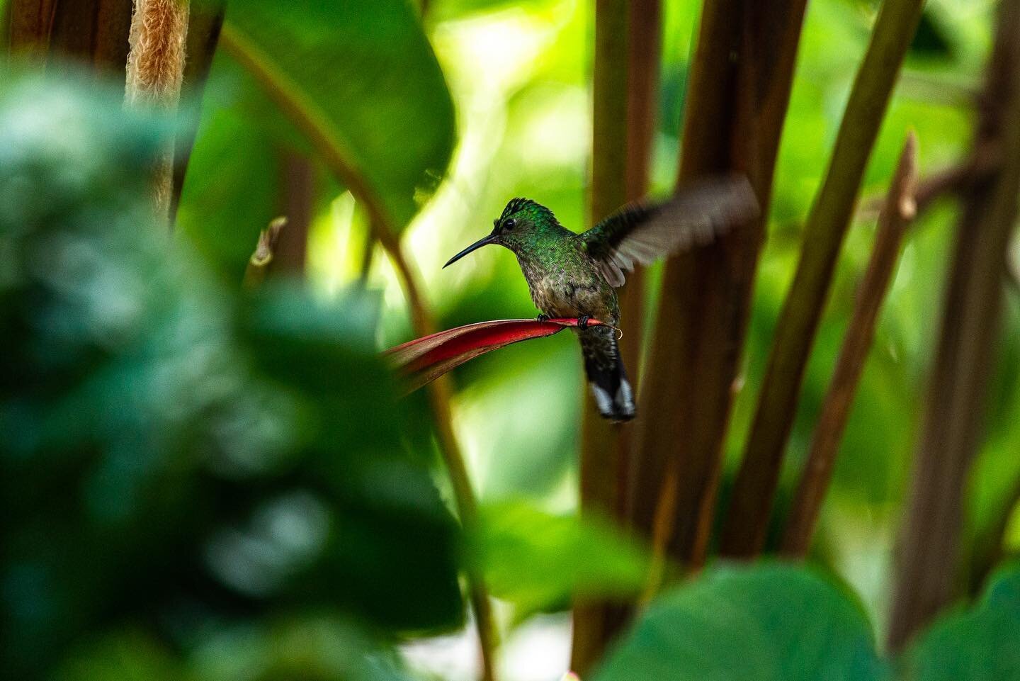 Intoxicated by sweet nectar, 
these jewels of flight 
carry the whispers of flowers 
with infinity in their wings 
and grace fluttering in their hearts. ✨

#hummingbird 
#medicine 
#rainforest
#nature
#tierravaliente 
#braveearth