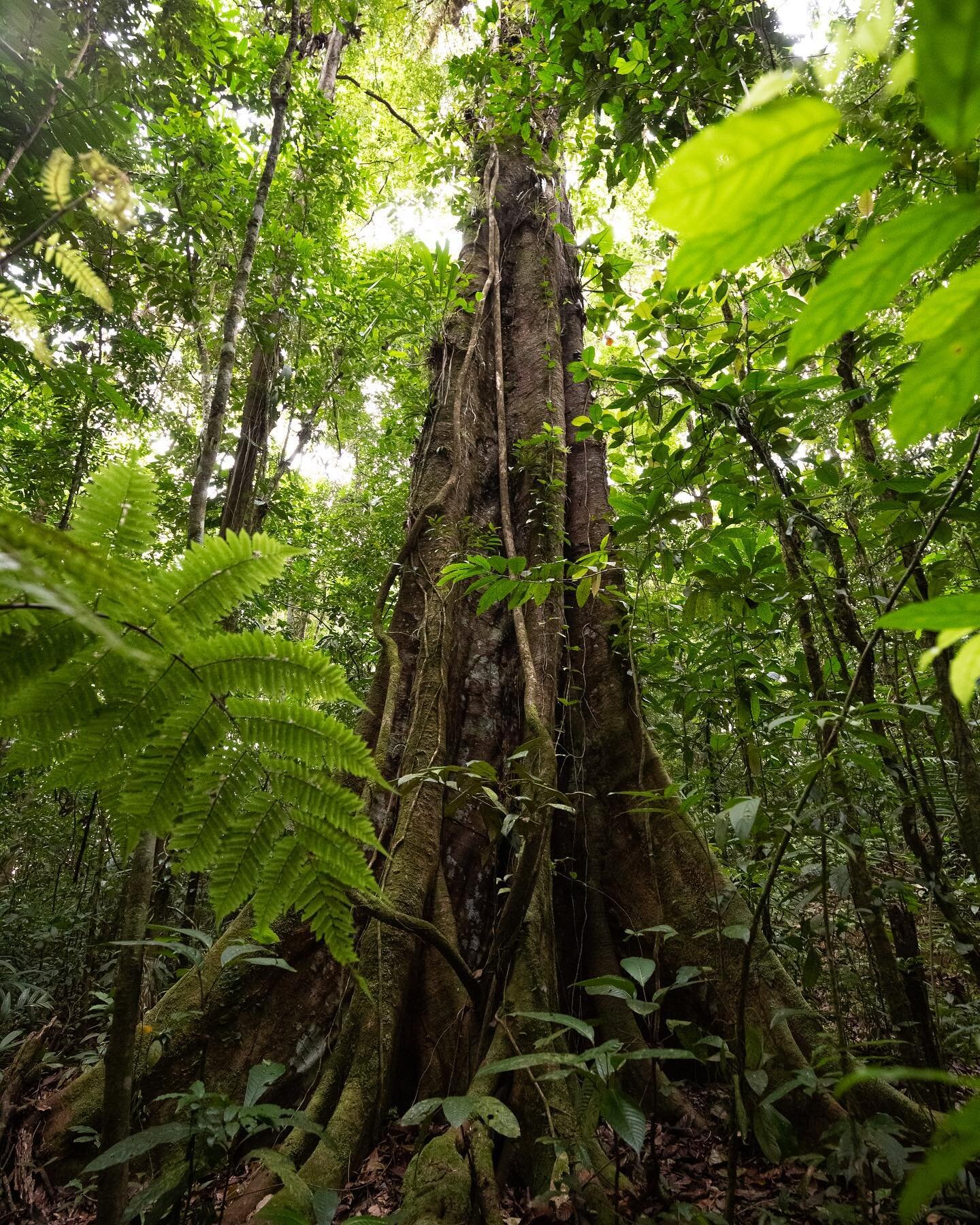 At Tierra Valiente, we honor The Mother.

In a dominant culture that extracts, exploits and commodifies the very life source that sustains us, we are cultivating a culture of listening to, honoring and being in relationship with the living planet, ou