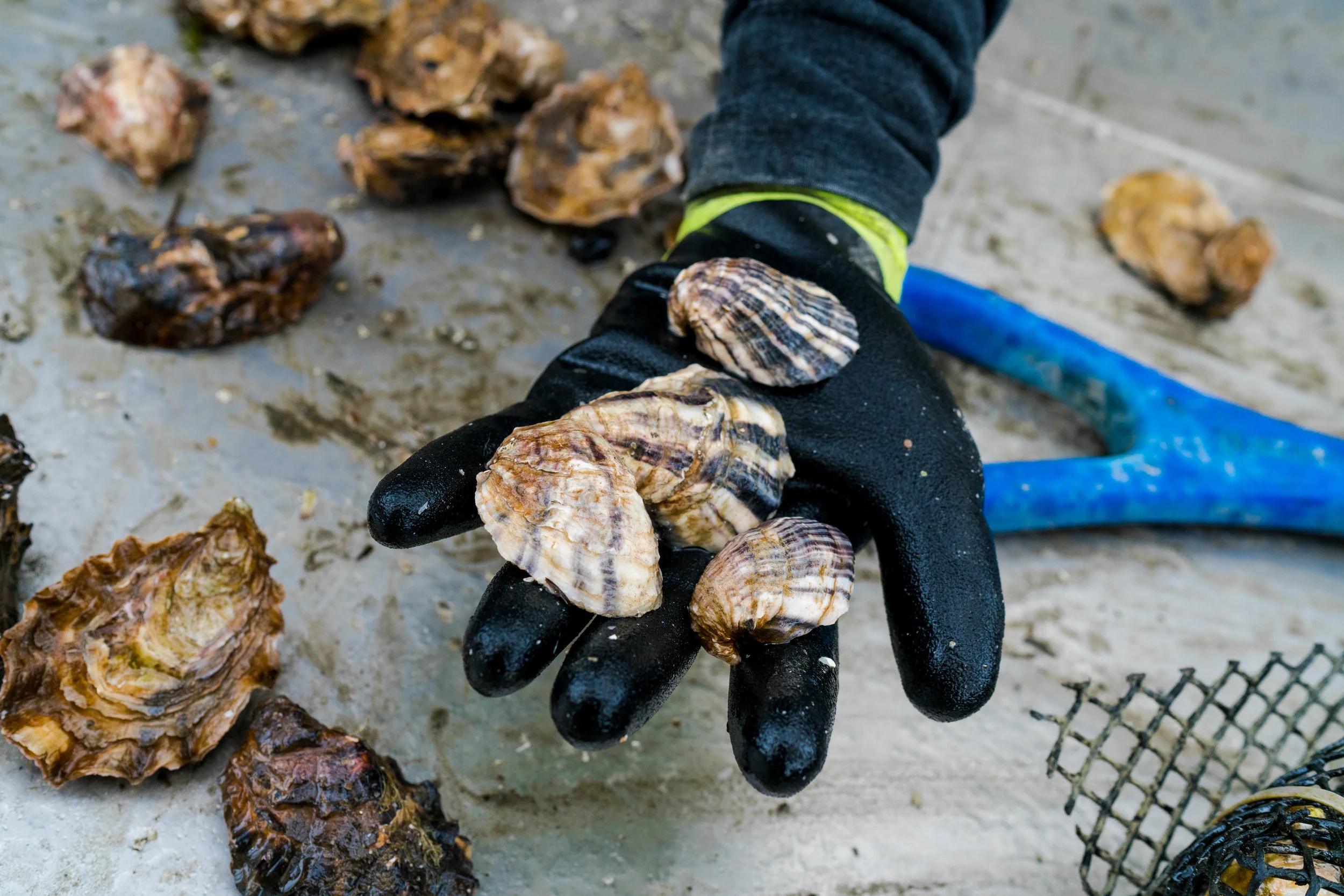 dho boat- 2019 - dylansantosgreen-29.jpg