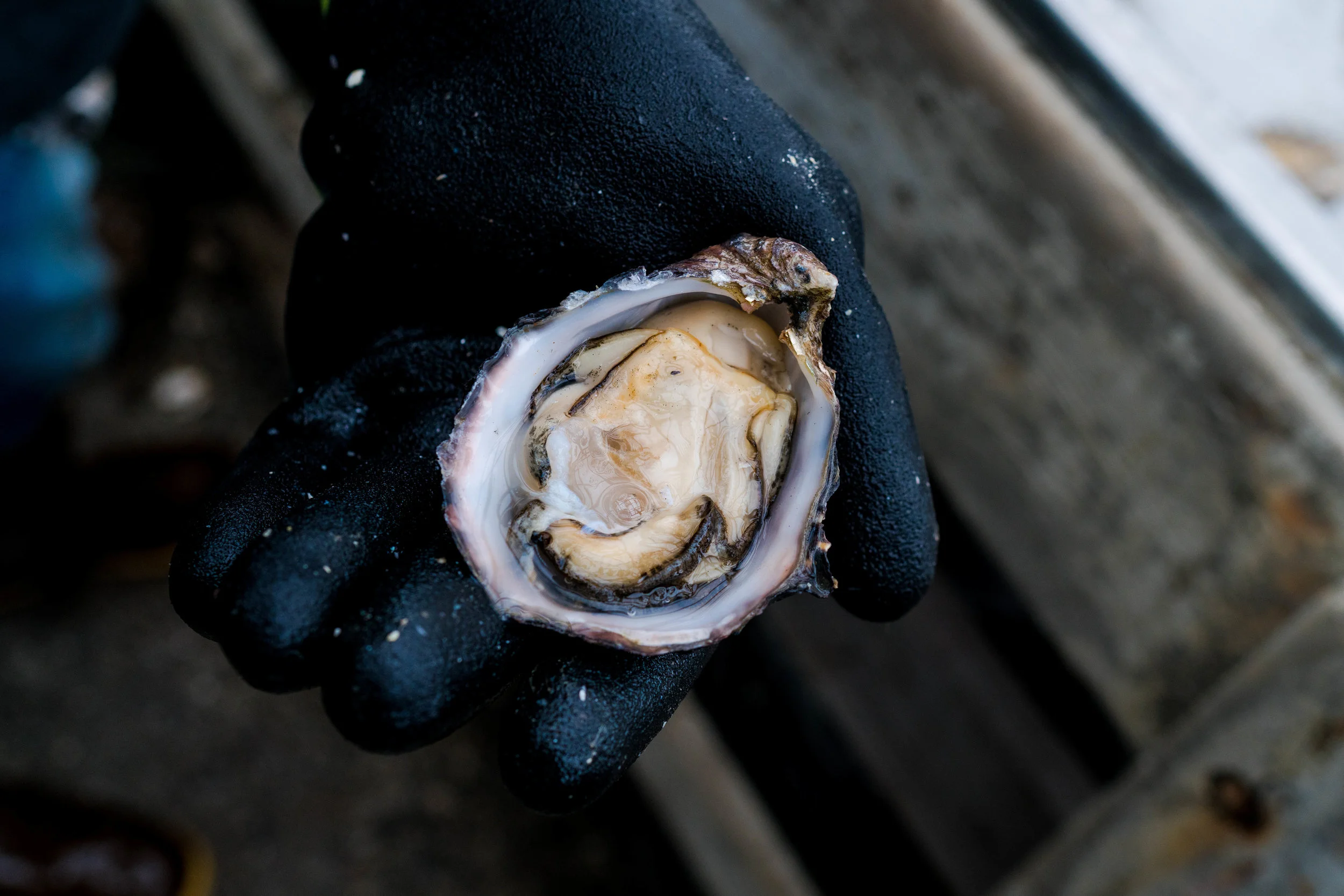 dho boat- 2019 - dylansantosgreen-36.jpg