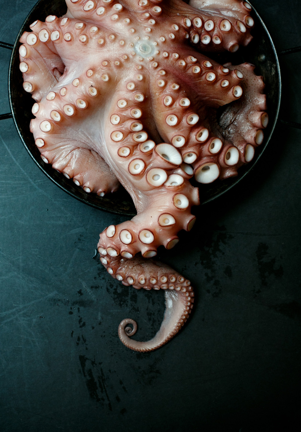 Octopus 1