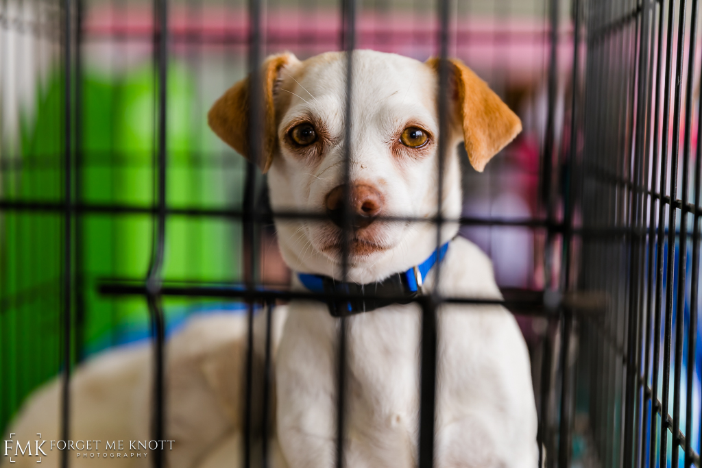 Wags-N-Wine-19.jpg