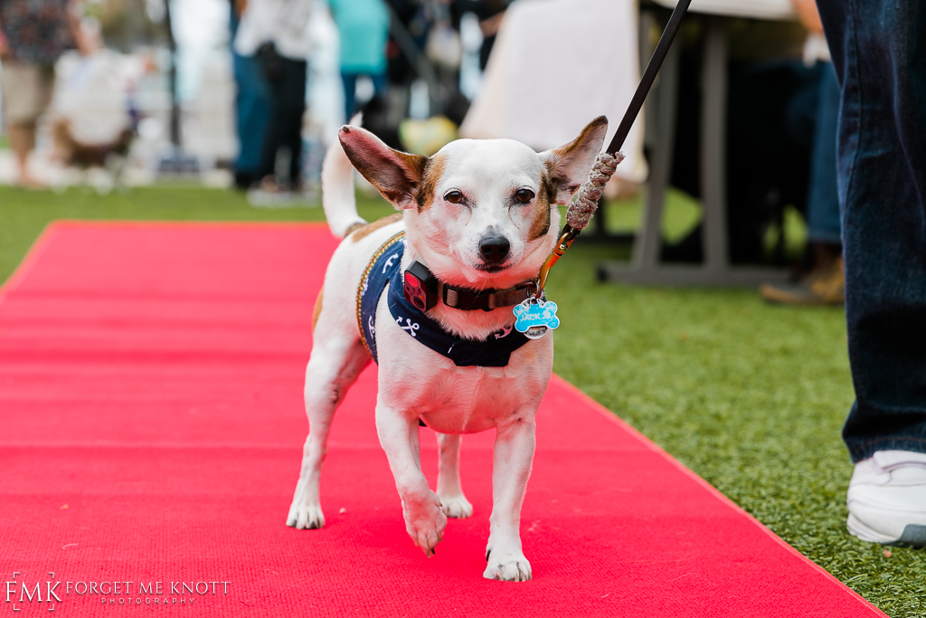 Wags-N-Wine-53.jpg