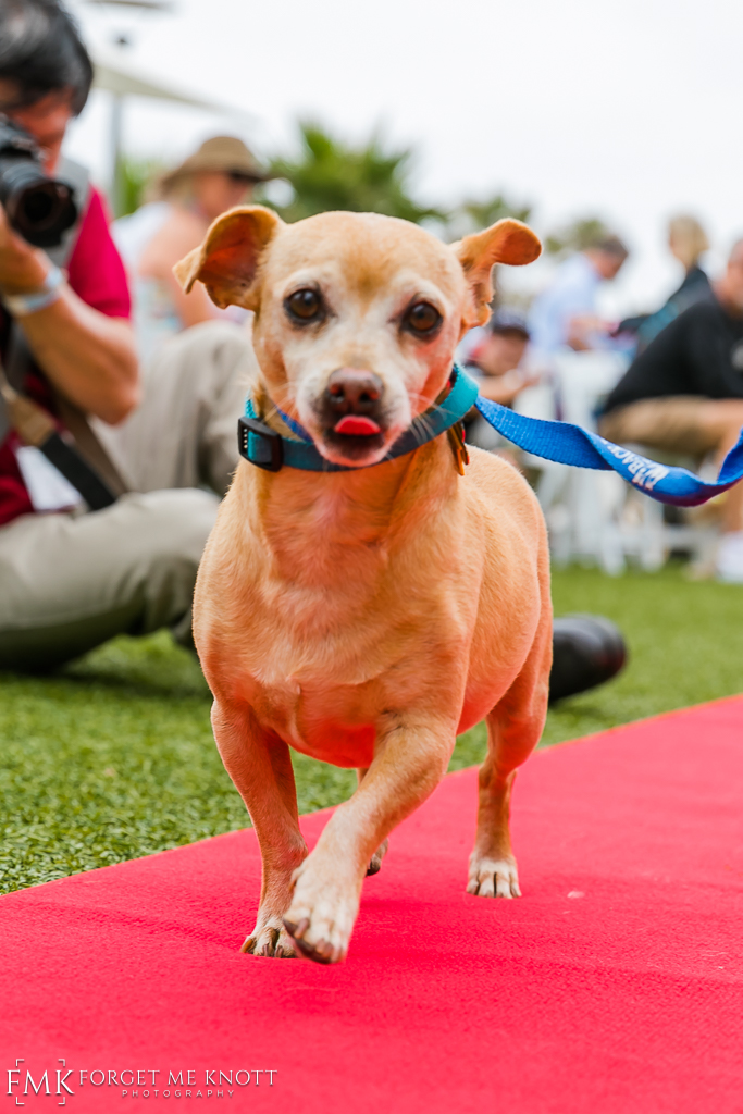 Wags-N-Wine-54.jpg
