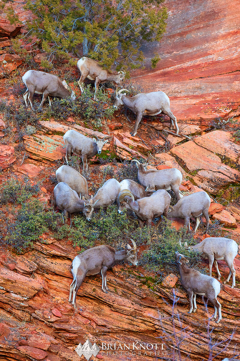 Harem of Bighorn Sheep grazing on a canyon wall, Zion National Park, Utah.