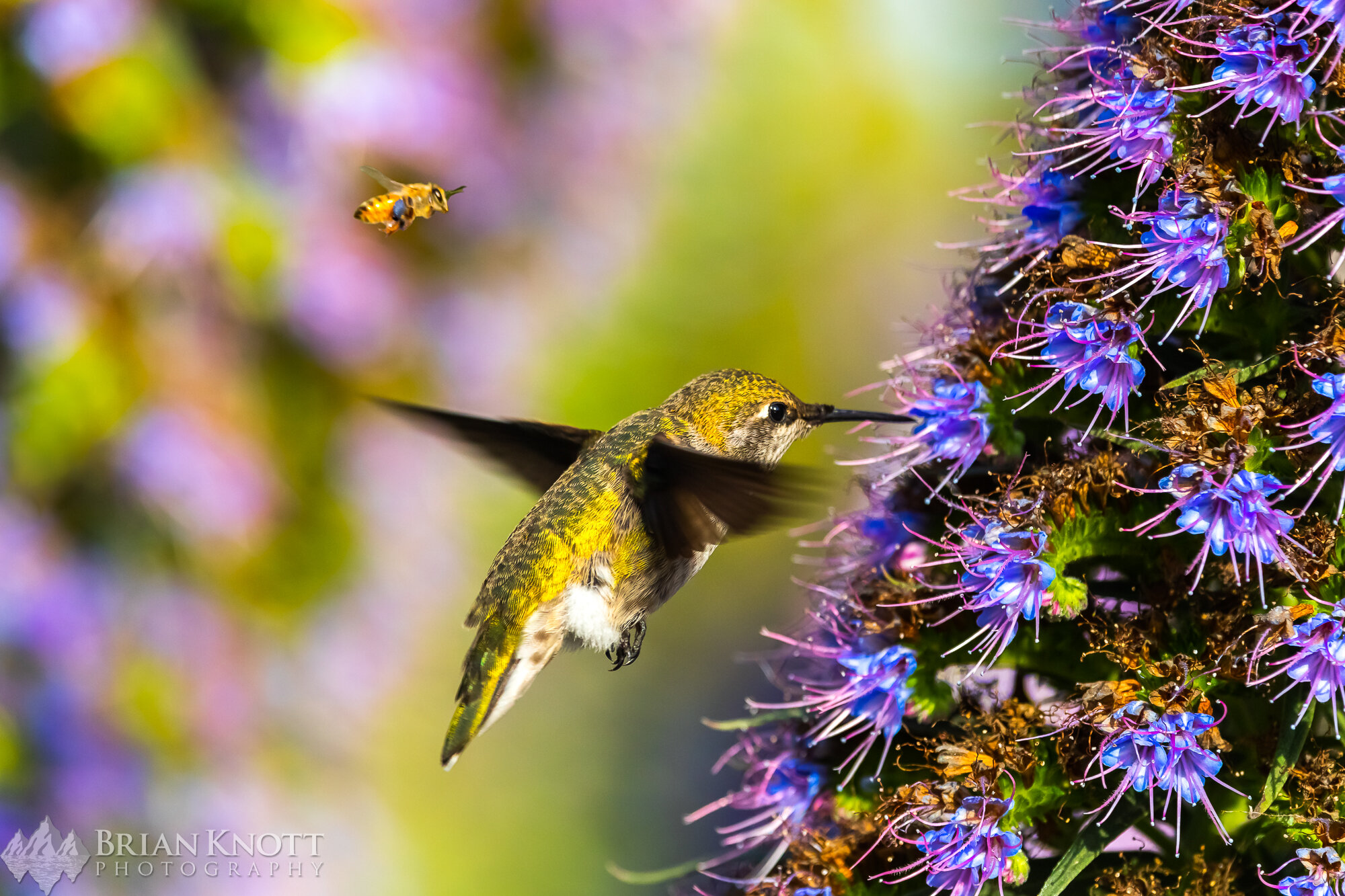 Anna's Hummingbird and Honey Bee.