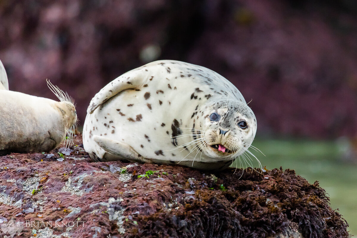 Harbor Seal sticking its tongue out at me, Bandon Beach, Oregon.