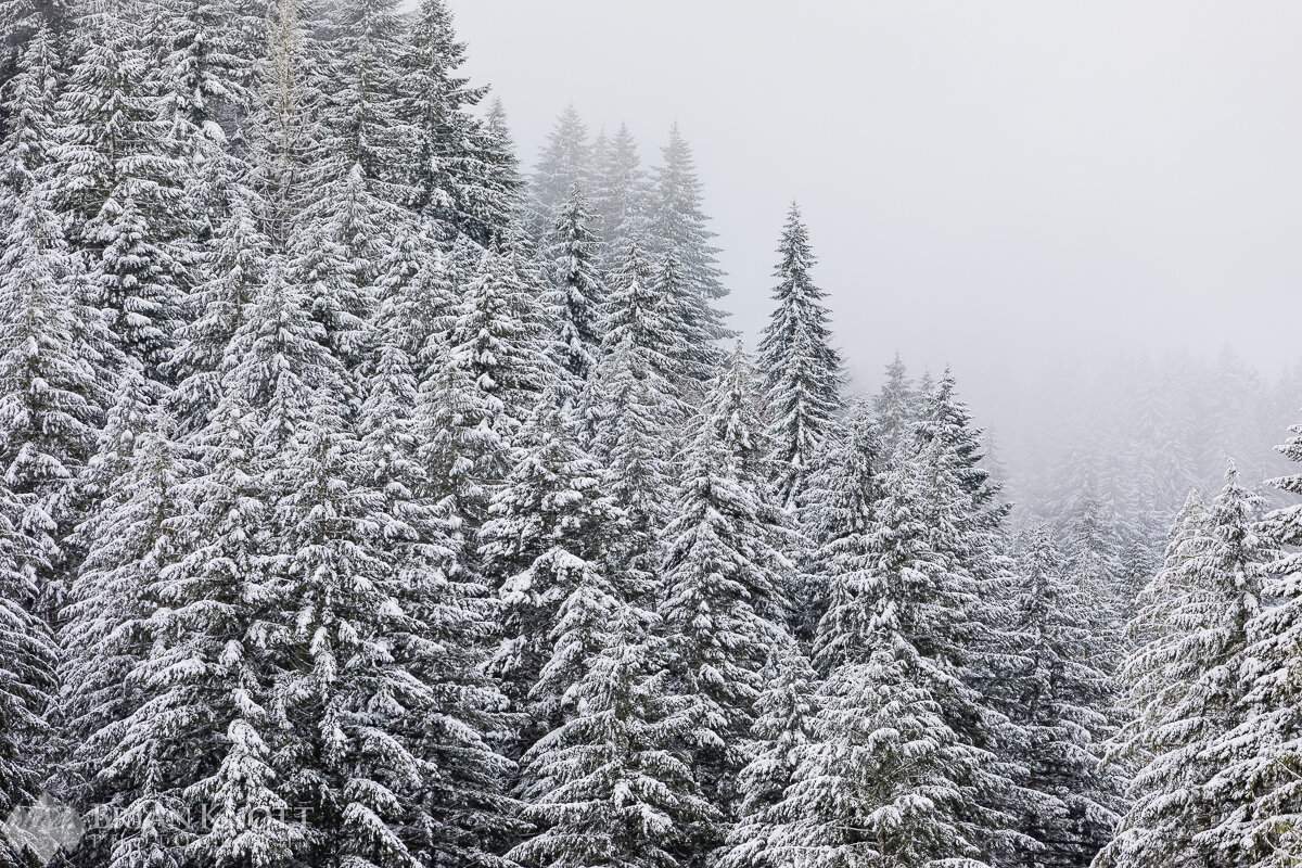 Oregon forest covered in fresh snow.