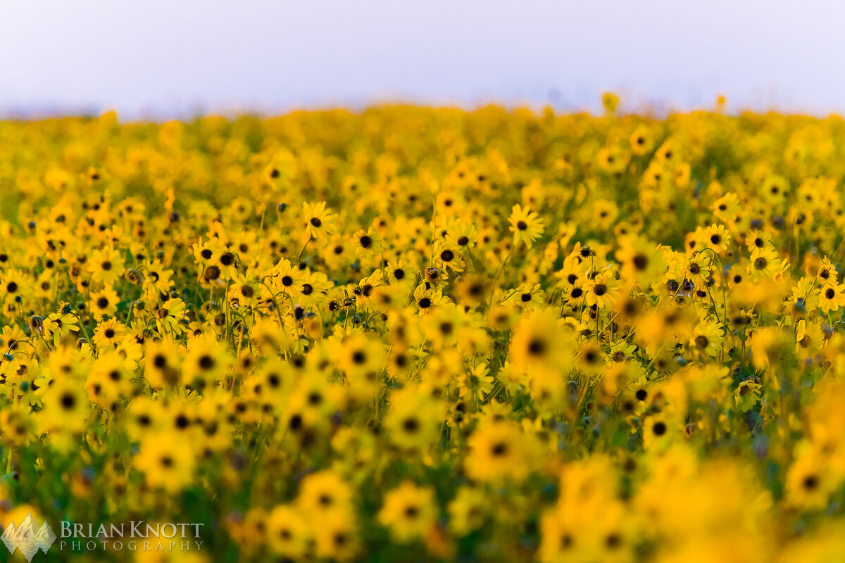 Wildflowers, Huntington Beach, Ca.