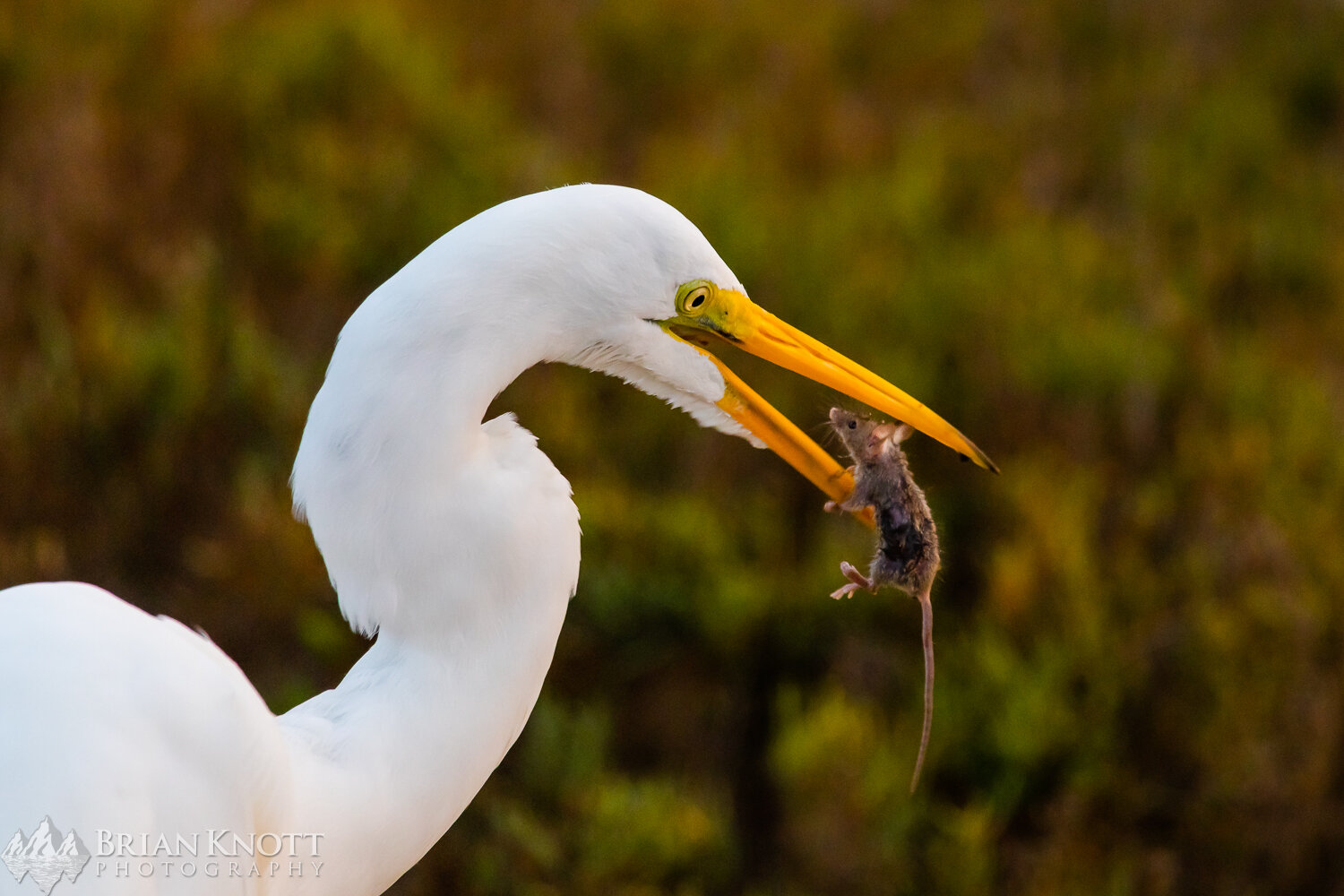  A Great Egret catches a mouse. 