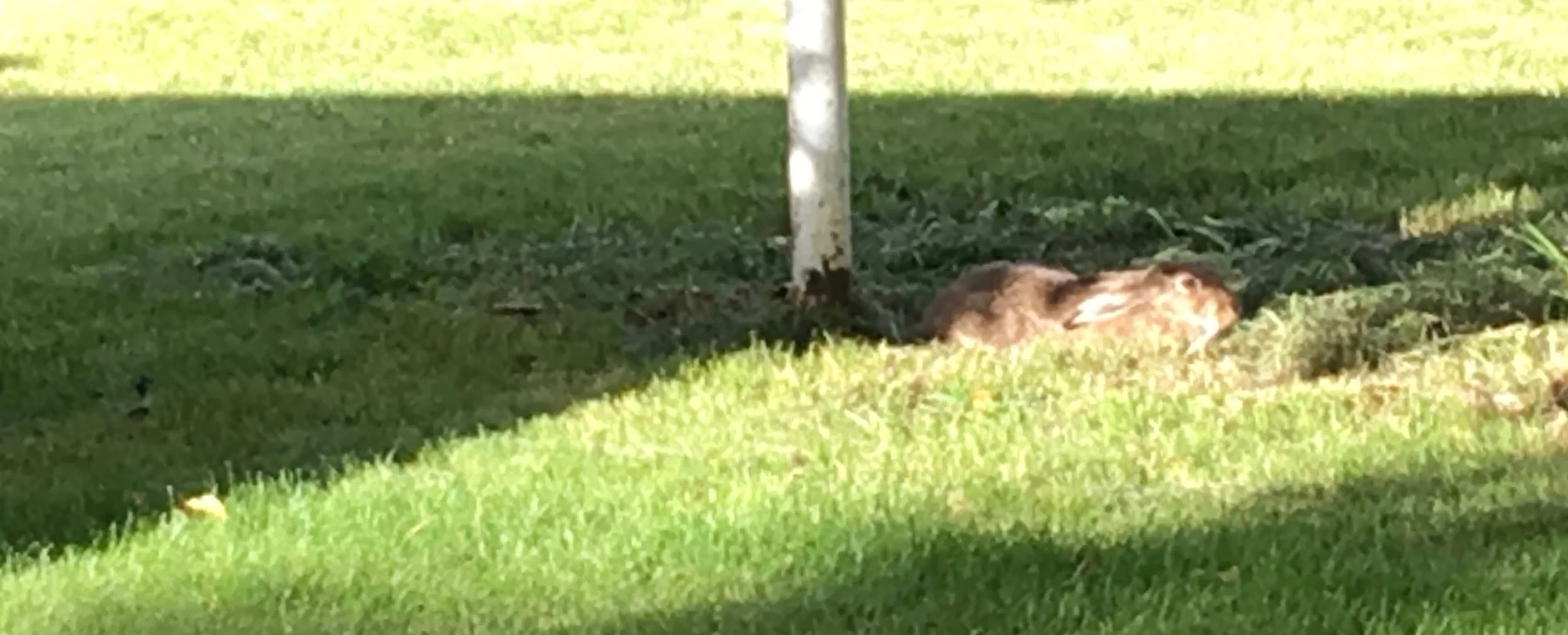 “My ears are back. Therefore, you cannot see me.”